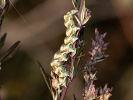 <i>Cucullia absinthii</i>