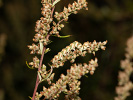 <i>Cucullia absinthii</i>