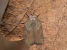 Obaleč - <i>Acleris sparsana</i>