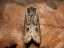 Sword-grass - <i>Xylena exsoleta</i>