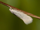 Trávovček striebristý - <i>Elachista argentella</i>