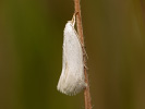 Trávovček striebristý - <i>Elachista argentella</i>