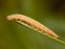 Očkáň timotejkový - <i>Melanargia galathea</i>