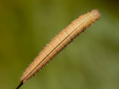 Očkáň timotejkový - <i>Melanargia galathea</i>