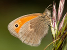 Očkáň pohánkový - <i>Coenonympha pamphilus</i>