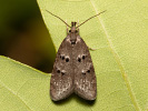 Plochuška - <i>Luquetia lobella</i>