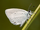 Modráčik lucernový - <i>Cupido decoloratus</i>
