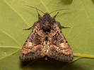 Sivkavec černicový - <i>Euplexia lucipara</i>