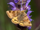 Jetelovka hnědá - <i>Euclidia glyphica</i>