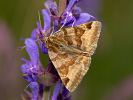 Jetelovka hnědá - <i>Euclidia glyphica</i>