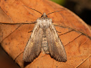 Dřevobarvec stromový - <i>Lithophane socia</i>