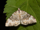 Píďalka údolní - <i>Coenotephria tophaceata</i>