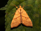 Zlatokřídlec lipový - <i>Tiliacea citrago</i>