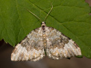 Píďalka údolní - <i>Coenotephria tophaceata</i>