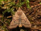 Polnice jívová - <i>Agrochola circellaris</i>
