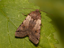 Polnice vrbková - <i>Agrochola litura</i>