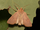 Zlatokřídlec topolový - <i>Cirrhia ocellaris</i>