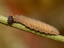 Mallow Skipper - <i>Carcharodus alceae</i>