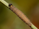 Mallow Skipper - <i>Carcharodus alceae</i>