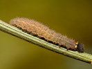 Mallow Skipper - <i>Carcharodus alceae</i>