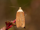 Plochuška třemdavová - <i>Agonopterix furvella</i>