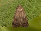 Sivkavec šedohnedý - <i>Athetis gluteosa</i>