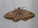 Píďalka pruhovaná - <i>Costaconvexa polygrammata</i>