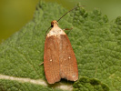 Plochuška třemdavová - <i>Agonopterix furvella</i>