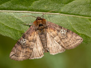 Môrka trojbodá - <i>Tethea ocularis</i>