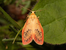 Miltochrista miniata