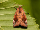 Cosmia diffinis
