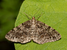 Deileptenia ribeata