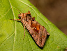 Autographa jota