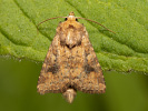 Atypha pulmonaris