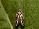 Recurvaria nanella