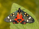 Callimorpha dominula