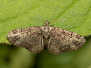 Pasiphila rectangulata