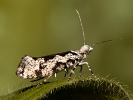 Ypsolopha sequella