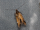 <i>Argolamprotes micella</i>