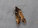 <i>Argolamprotes micella</i>