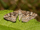 Alcis repandata
