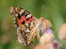 Babôčka bodliaková - <i>Vanessa cardui</i>