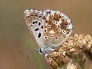 Modráčik vikový - <i>Polyommatus coridon</i>