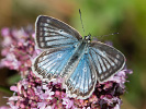 Modráčik hnedoškvrnný - <i>Polyommatus daphnis</i>