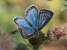 Modráčik hnedoškvrnný - <i>Polyommatus daphnis</i>