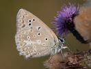 Modráčik hnedoškvrnný - <i>Polyommatus daphnis</i>