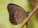 Očkáň ovsíkový - <i>Minois dryas</i>