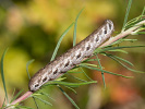 Lišaj pupalkový - <i>Proserpinus proserpina</i>