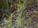 Lišaj pupalkový - <i>Proserpinus proserpina</i>