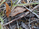 Lišaj pupalkový - <i>Proserpinus proserpina</i>